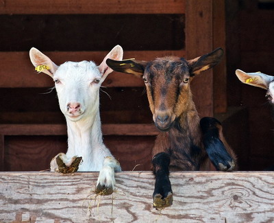 Cresterea Caprelor – Ghid de Crestere, Reproductie si Hranire a Caprinelor