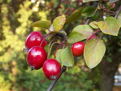 Malus Floribunda resize