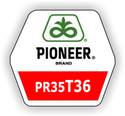 PR35T36 – nou hibrid de porumb foarte productiv si rezistent la seceta