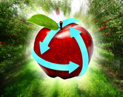 Protectia fructelor impotriva daunatorilor