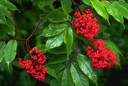 Sambucus-racemosa-Shrub resize