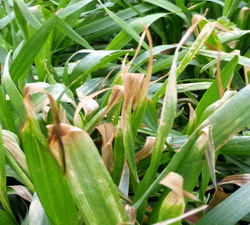 Temperaturi variabile cu minus in productii