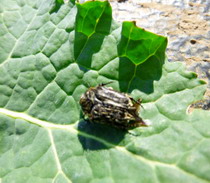 Tratament in floare la rapita 3