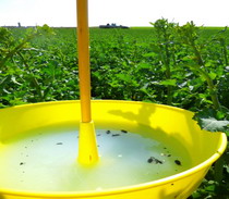 Tratament in floare la rapita 4