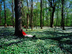 anders-blomqvist-man-resting-against-tree-amidst-anemones-in-spring-dalby-soderskog-national-park-skane-sweden i-G-21-2188-88DAD00Z resize