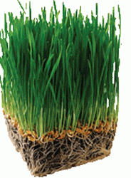 50 ml suc de iarba de grau echivaleaza cu 2-2,5 kg de legume