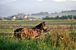 Plafonul eligibil pentru subventie va creste la 1,5 ha, respectiv la 0,5 ha pe parcela