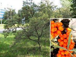 Calitatile alimentare ale plantelor lemnoase ornamentale