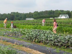 Rolul GAL-urilor: locuri de munca si ferme noi