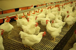 Transavia – cel mai cunoscut brand de carne de pui din Romania