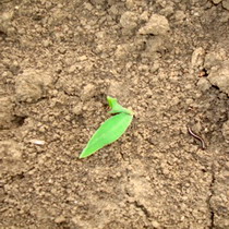 importanta erbicidarilor 7