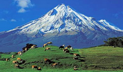 Seceta prelungite din Noua Zeelanda ridica pretul lactatelor