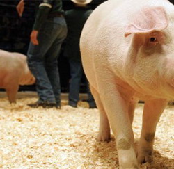 porc-romanesc resize