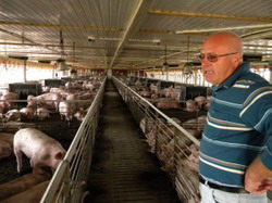 porci-2-300x225 resize