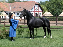 Herghelia Mezőhegyes, patrimoniul national ungar