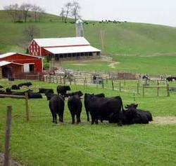 Angus-Beef-farm resize