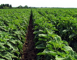 Controlul integrat al buruienilor in cultura de floarea soarelui