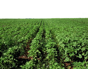 Controlul integrat al buruienilor la floarea soarelui 3