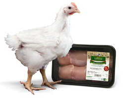 Avicola Crevedia part of Agroli Group lanseaza Puiul taranesc pe piata din Romania