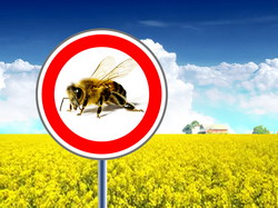 Incepand cu 1 decembrie UE interzice utilizarea pesticidelor nocive pentru sanatatea albinelor