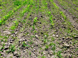 Rasaririle neuniforme din culturile de primavara