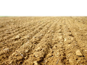 Rasaririle neuniforme din culturile de primavara 3