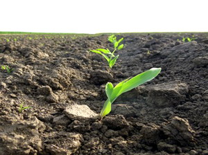 Rasaririle neuniforme din culturile de primavara 6