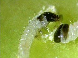 Combaterea viermelui merelor – Cydia pomonella