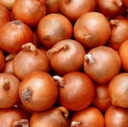 Ceapa de apa Aurie de Buzau