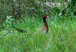 Cresterea fazanilor in voliere de stocaj