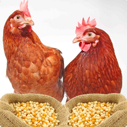 Hranirea gainilor adulte