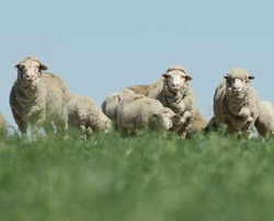 Noile plafoanele impozabile pentru fermierii care detine oi, caprine si albine