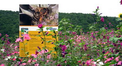 Compania Syngenta a lansat propriul plan de actiune pentru protectia sanatatii albinelor