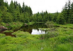 Lemnul care va pleaca din padure va avea certificat de provenienta