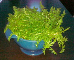 Supa-crema de papadie