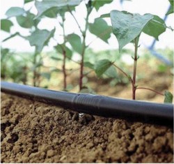 Udarea prin picurare solutia cea mai sigura in irigarea plantelor