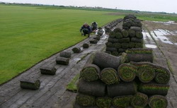 Afaceri de milioane la o ferma de gazon din judetul Timis