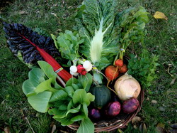 Comisia Europeana voteaza noul regulament privind semintele