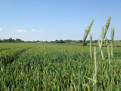 Rezerva minima de apa pentru culturile de toamna