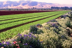 BeneficialHabitat1 300x200 0 resize