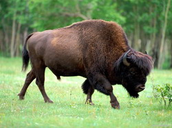 Bison-wild-animals-2785395-1024-768 resize
