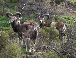 CYPRUS 175615--500x380 resize