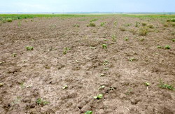 Fitotoxicitatea florii soarelui 7