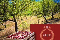 200.000 de euro pentru a practica pomicultura traditionala la Malancrav, judetul Sibiu