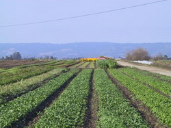 Marul discordiei – repartitia echitabila a subventiilor intre agricultori