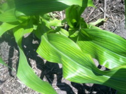 Cloroza frunzelor de porumb, consecinta a deficientelor de nutritie