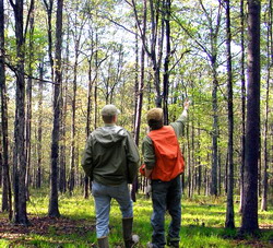 27.000 de hectare de padure retrocedate ilegal recuperate de Romsilva