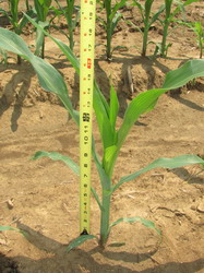 Erbicidarea porumbului cu MISTRAL