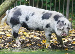 bentheim-black-pied-02 resize