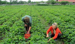 Firmele de asigurari nu vor sa asigure culturile de capsuni din Polovragi